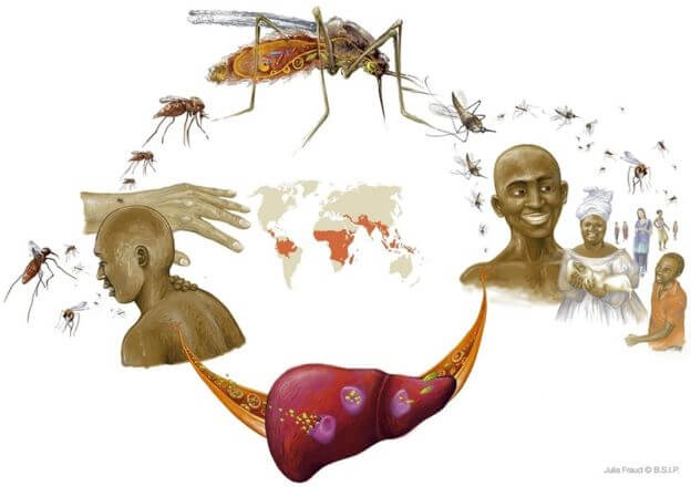 Día mundial de la malaria: sus síntomas y cómo se puede prevenir