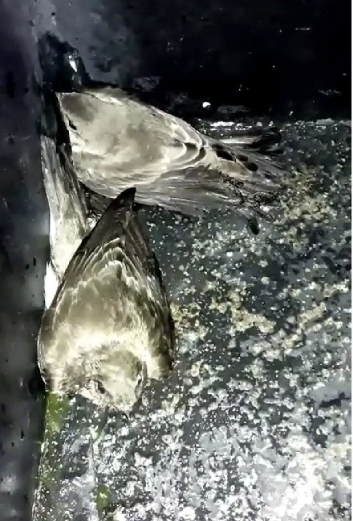 Gel que causó la muerte de los pájaros en La Gran Vía