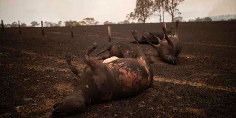 Más de 1,000 millones de animales han muerto en Australia