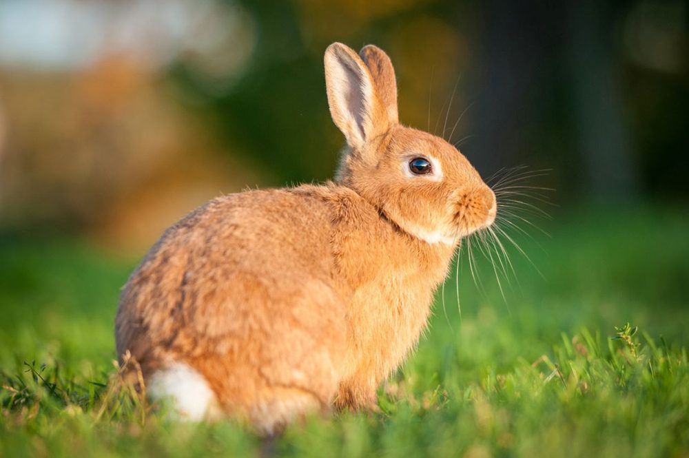 Virus mortífero similar al ébola se propaga entre los conejos en EE.UU