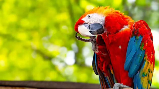 Científicos peruanos rescatan guacamayas rojas de un destino fatal Científicos peruanos rescatan guacamayas rojas de un destino fatal
